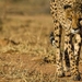 namibia-cheetah-close-up-richard-denyer