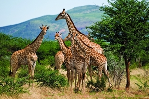 namibia-wildlife-photography-tour-3