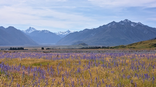 field_of_viper_s_bugloss