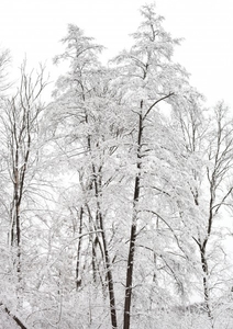 forest_in_snow_in_december_2012_9