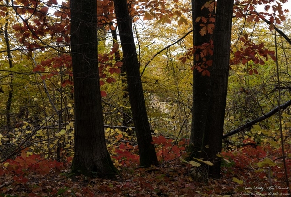 nature_in_lviv_region_of_ukraine_in_oct_2021_by_serhiy_lvivsky_01