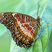 red-lacewing-4507172_1280
