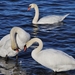 white-swan-4555128_1280