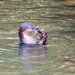 otter-feeding-on-fish-4554223_1280