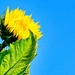 sunflower-4560487_1280
