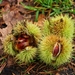 sweet-chestnuts-4547013_1280