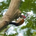 flame-back-woodpecker-male-4561483_960_720