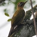 lace-woodpecker-male-4562348_960_720 (1)