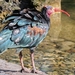 northern-bald-ibis-4568299_960_720