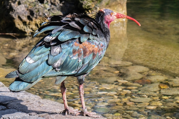 northern-bald-ibis-4568299_960_720