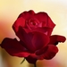 red-rose-4564598_960_720