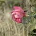 rose-4546451_960_720