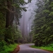 redwood-national-park-1587301_960_720