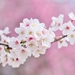 cherry-blossoms-2218781_960_720