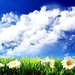 wolken-natuur-weide-bloemen-achtergrond