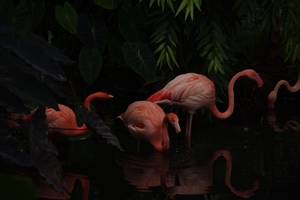 Flamingo