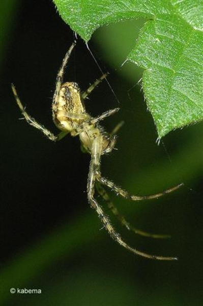 foto kabema (176)