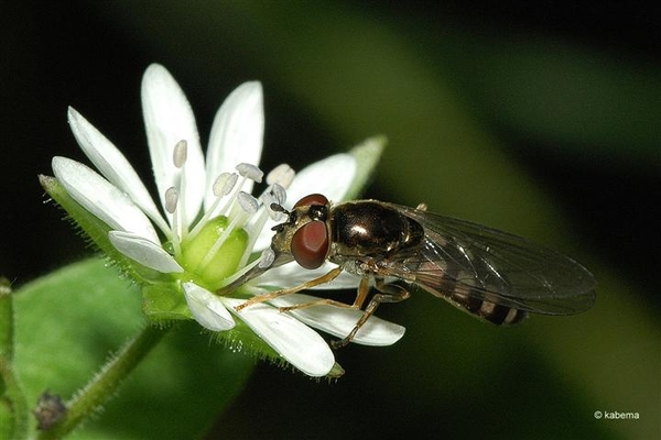 foto kabema (177)