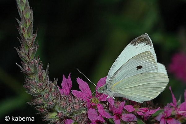 foto kabema (183)