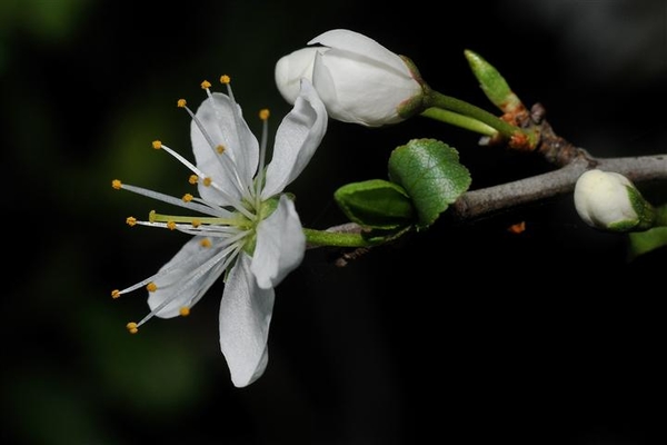 foto kabema (297)