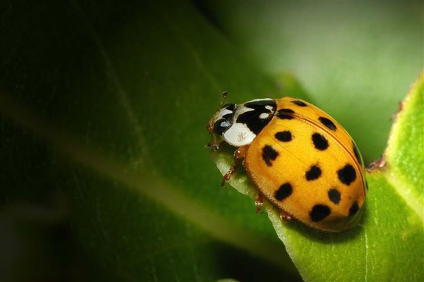 foto kabema (435)