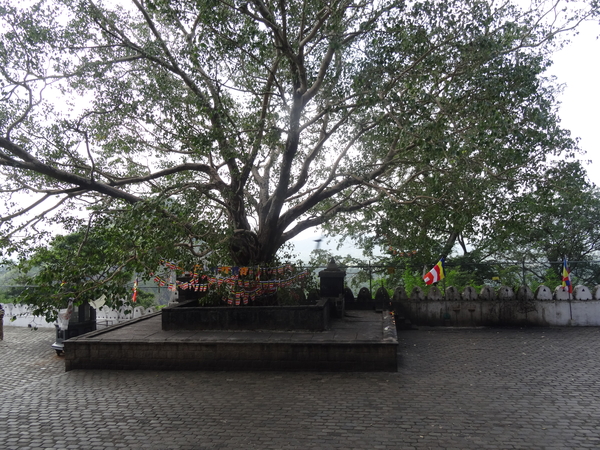 3A Dambulla, gouden tempel,  _DSC00330