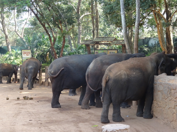 3E Pinnawala,  olifanten weeshuis _DSC00399