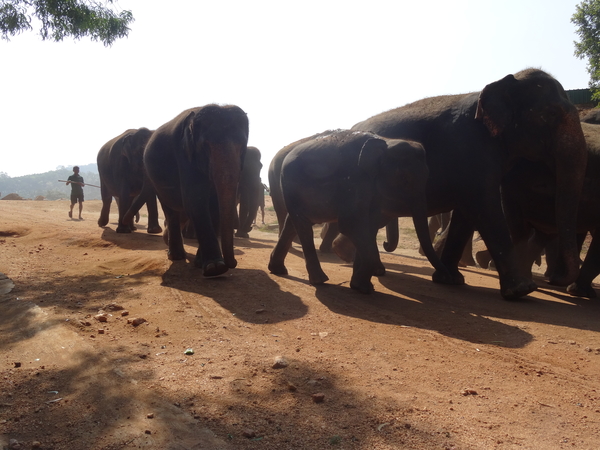 3E Pinnawala,  olifanten weeshuis _DSC00404