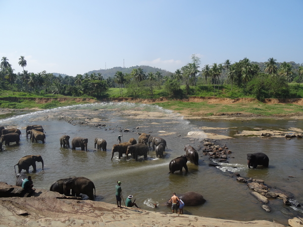 3E Pinnawala,  olifanten weeshuis _DSC00415