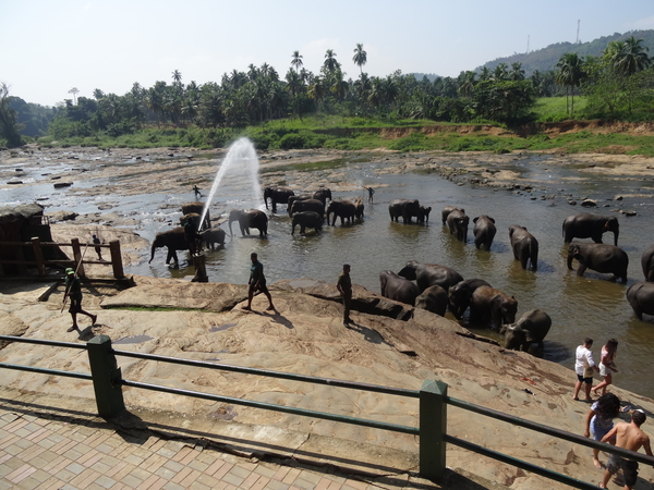 3E Pinnawala,  olifanten weeshuis _DSC00419