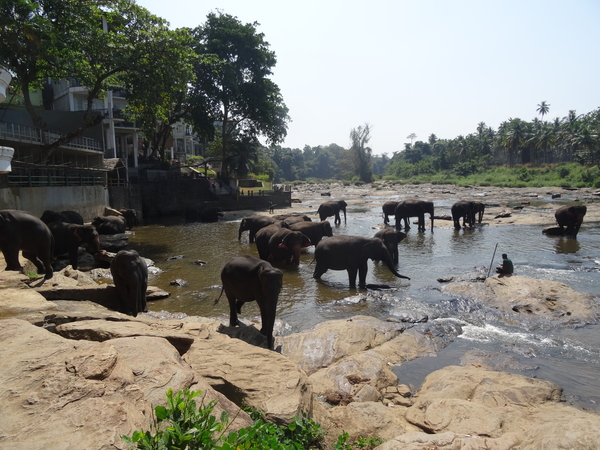 3E Pinnawala,  olifanten weeshuis _DSC00427