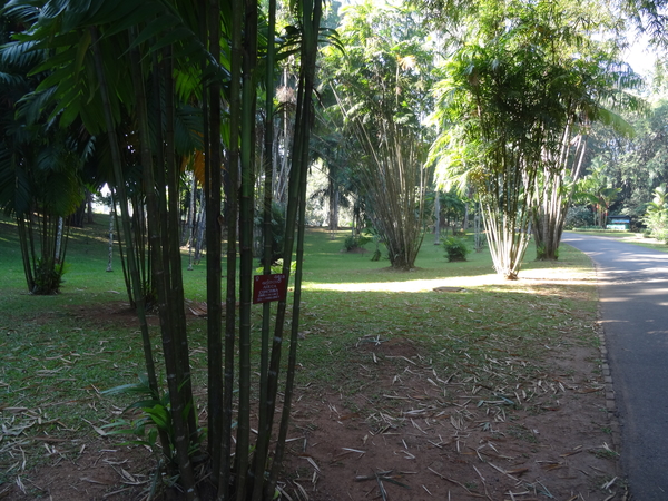 3F Peradeniya, botanische tuinen _DSC00516