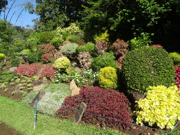 3F Peradeniya, botanische tuinen _DSC00521