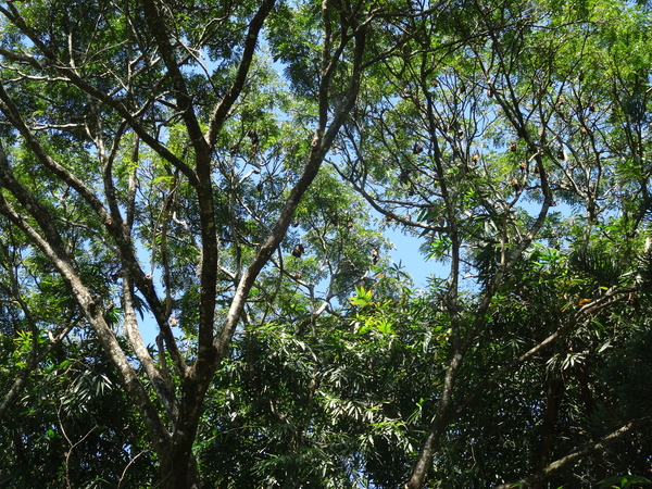 3F Peradeniya, botanische tuinen _DSC00524