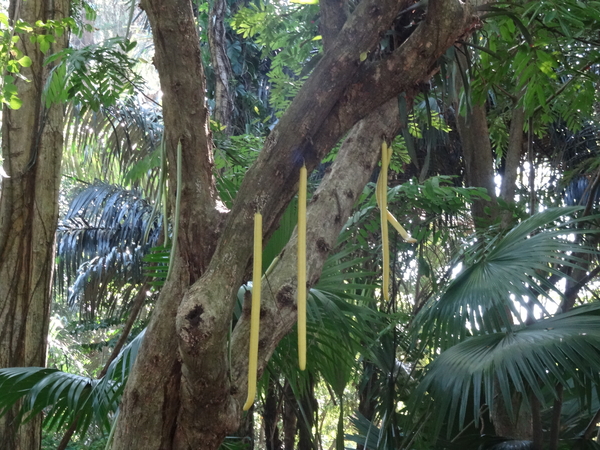 3F Peradeniya, botanische tuinen _DSC00527