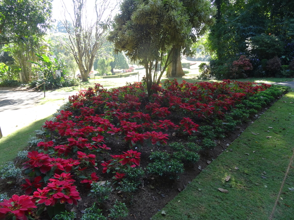 3F Peradeniya, botanische tuinen _DSC00528