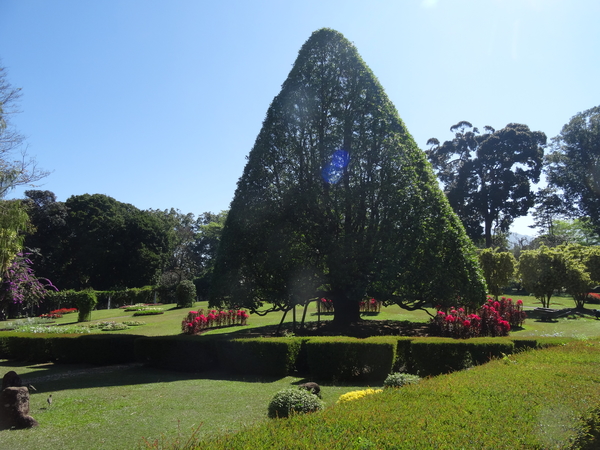 3F Peradeniya, botanische tuinen _DSC00529