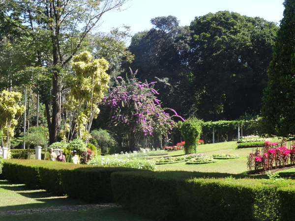 3F Peradeniya, botanische tuinen _DSC00530