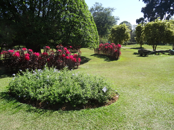 3F Peradeniya, botanische tuinen _DSC00531