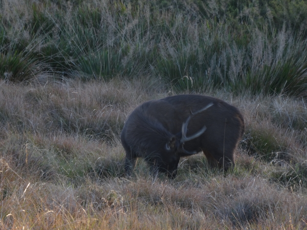 5A Horton plains, _DSC00626