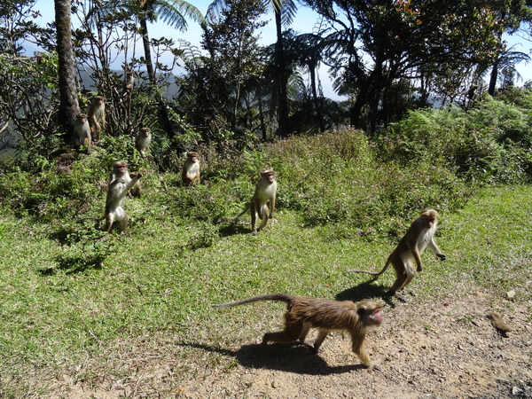 5A Horton plains, _DSC00657