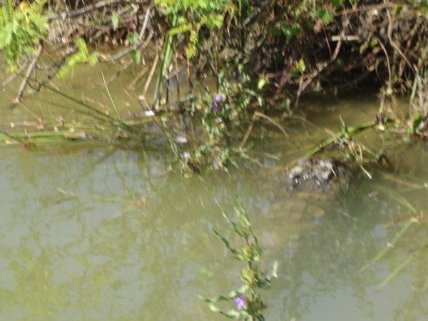 6C Yala, Nat park _DSC00764