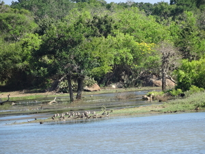 6C Yala, Nat park _DSC00770