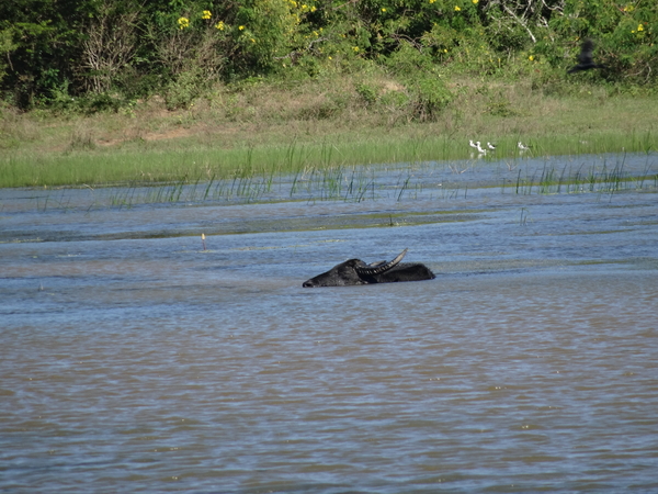 6C Yala, Nat park _DSC00772