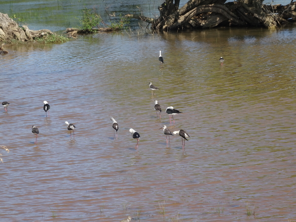 6C Yala, Nat park _DSC00773