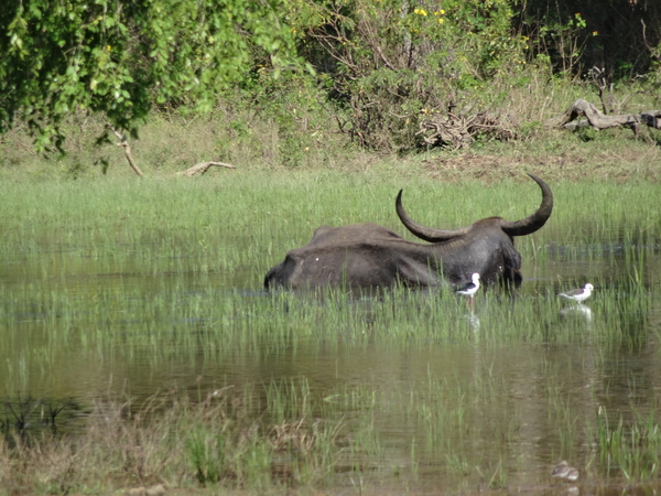 6C Yala, Nat park _DSC00774