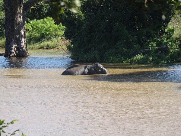 6C Yala, Nat park _DSC00776
