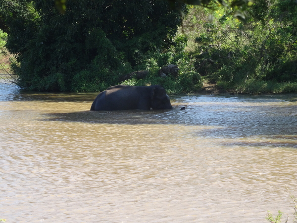 6C Yala, Nat park _DSC00777