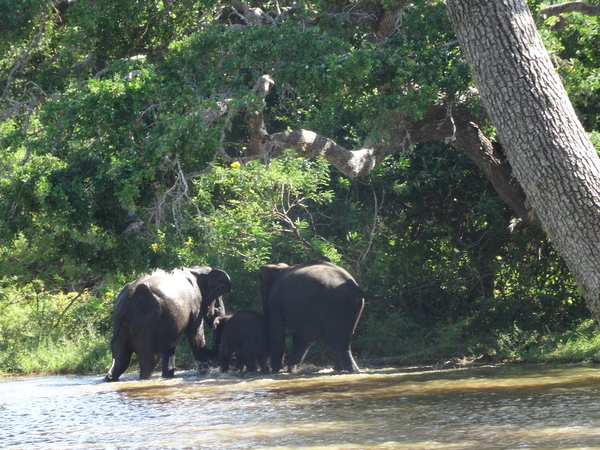 6C Yala, Nat park _DSC00779