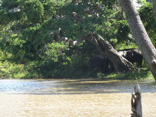 6C Yala, Nat park _DSC00781